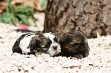 SHIH TZU 348